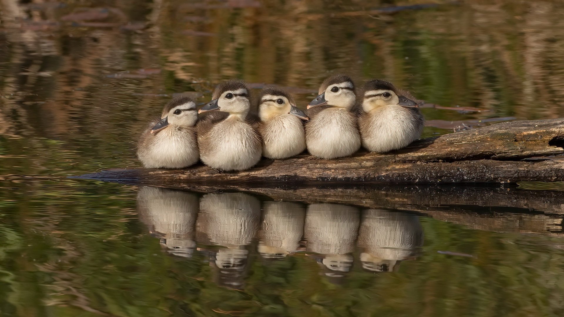 im体育官网登录-Chinese Taipei战术揭秘：从防守到反击的完美转化，chinese of taipei