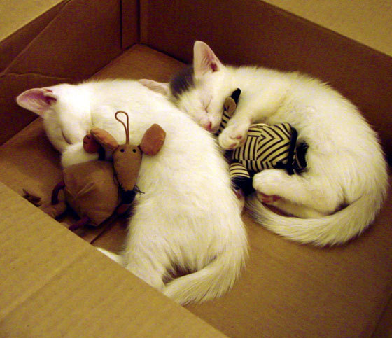 im电竞官方版-中后场长传质量是否成为球队反击效率关键指标，后场长传算越位吗