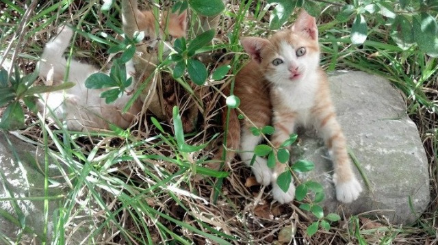 im体育下载-人工智能分析技术助力乒乓选手战术优化，乒乓球智能机器人教练