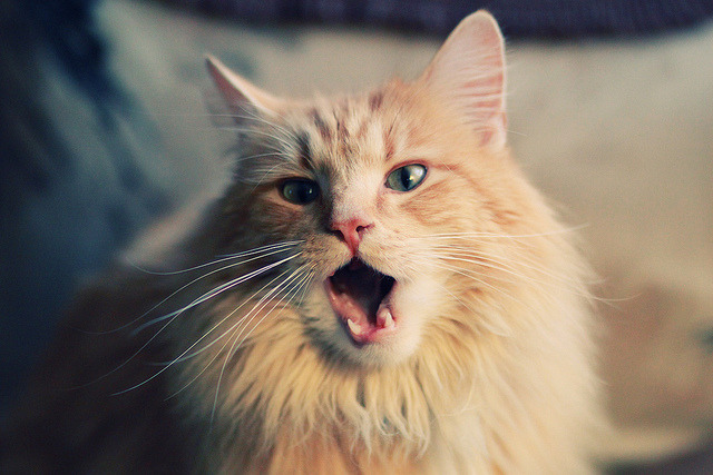 im体育电脑版-从东亚杯看国足 热血走势凸显希望，东亚杯国足对日本