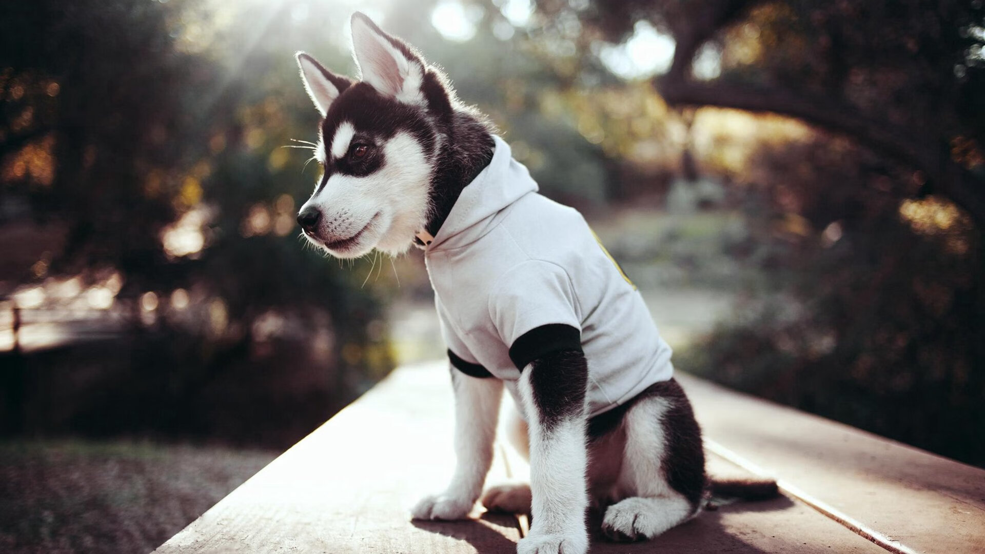 IM体育平台-基层教练上升通道被严重压缩