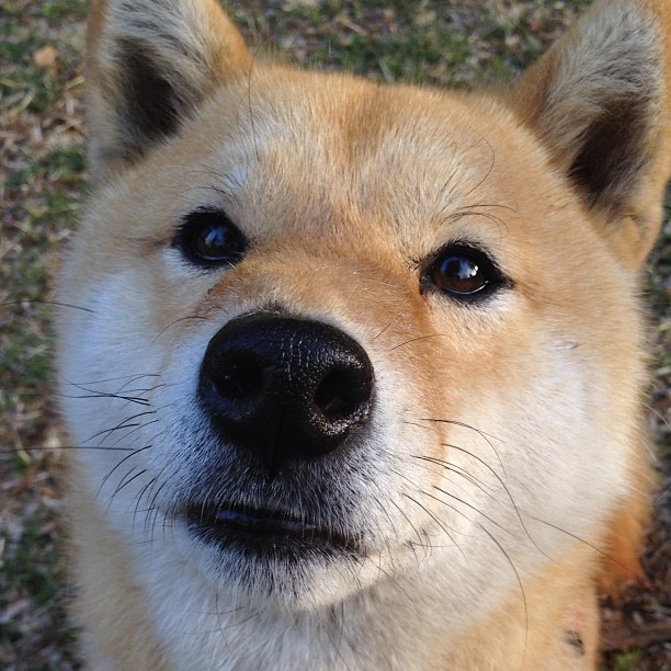 田径队伤病康复成效显著，田径运动员伤病有哪些