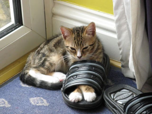 职业联赛赛程调整优化观赛体验兼顾球员恢复周期，职业联赛俱乐部