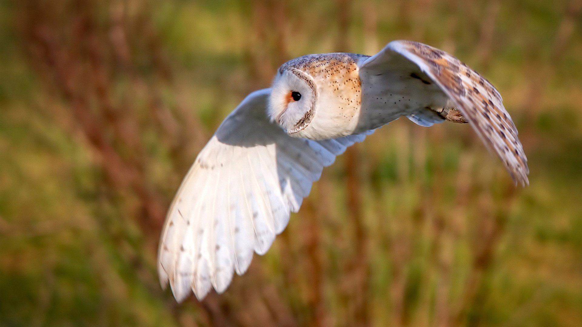 IM体育官方网站-莱谢恩·卡萨斯泳池内外双重突破，魔兽世界莱斯顿卡尔恩在哪里