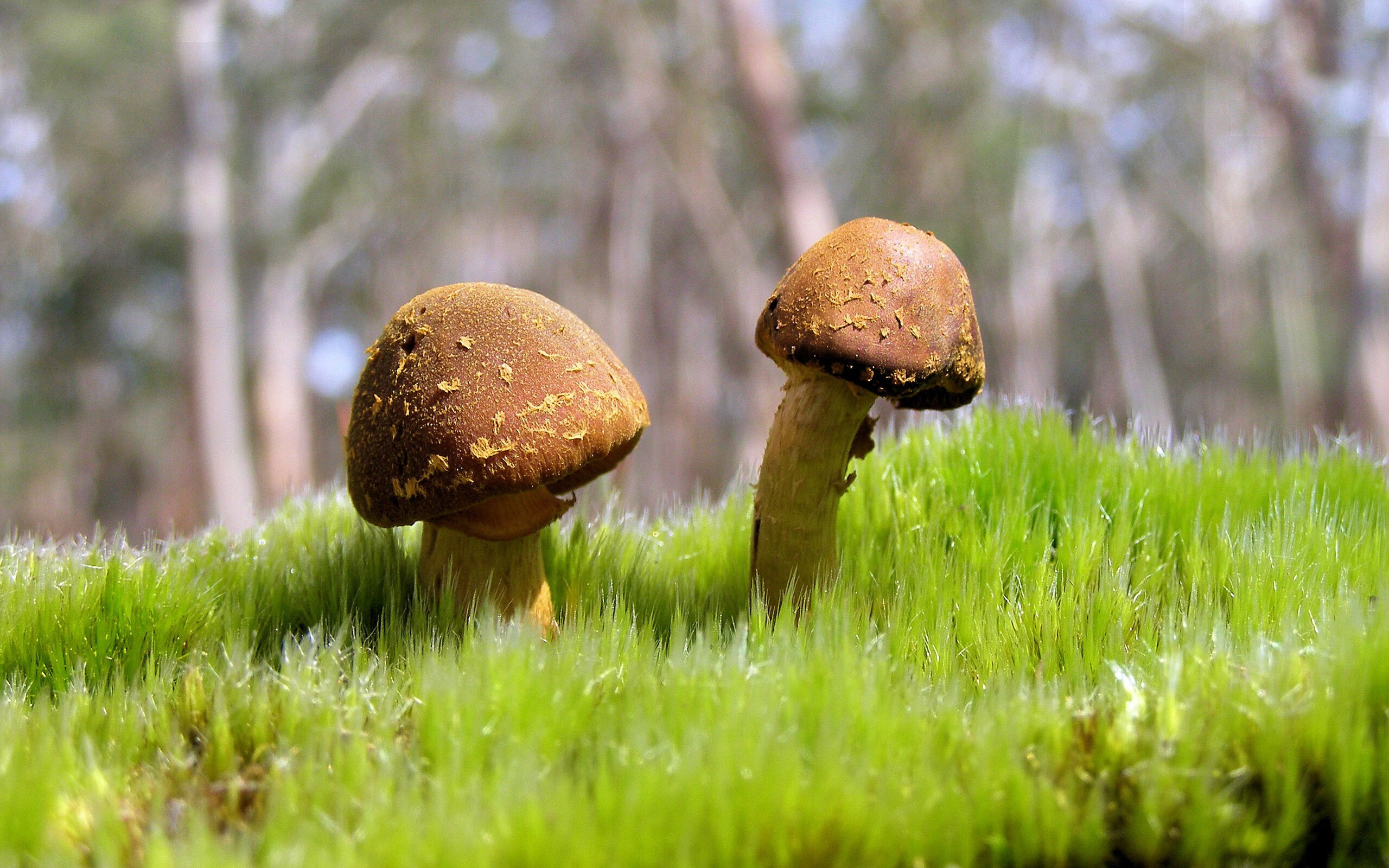 詹姆斯全场砍下三双表现全面,詹姆斯复出砍24分