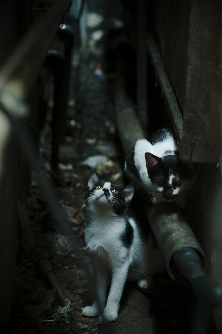 im电竞平台官网-赛尔·阿尔斯塔：南非队的防线指挥官，为球队注入强大动力，阿尔塞塔斯一世