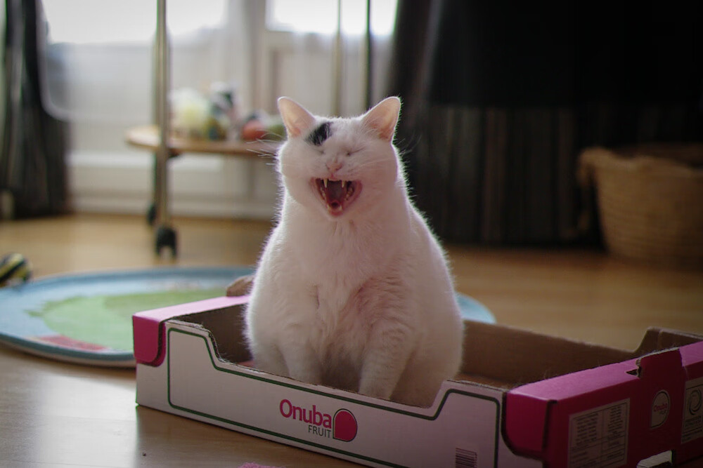 赞比亚男篮在非洲预赛拼搏不止,体育水平持续提升,赞比亚球队