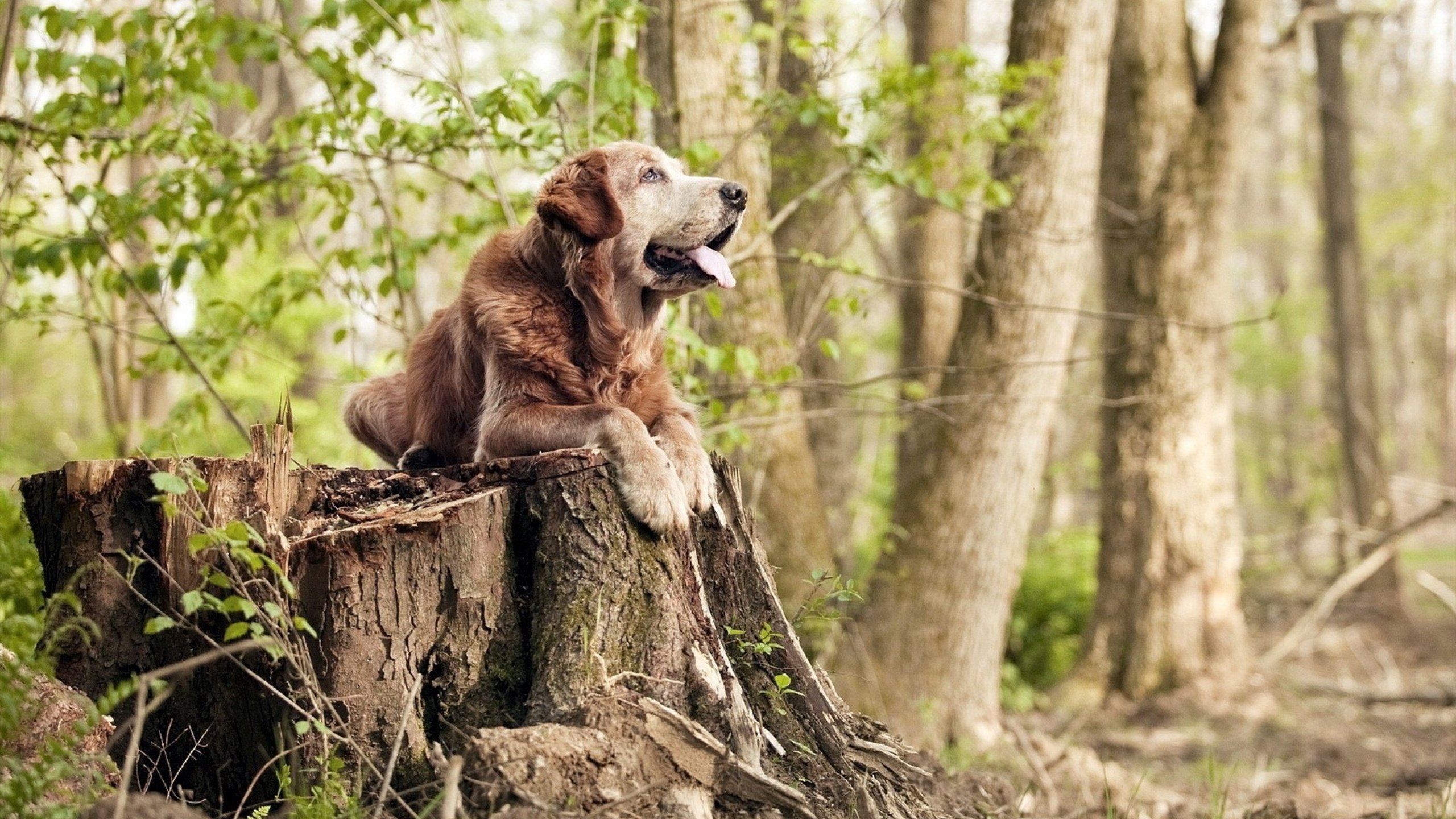 退役球员转型执教为中国篮球发展注入新鲜力量,退役的篮球运动员都在干嘛