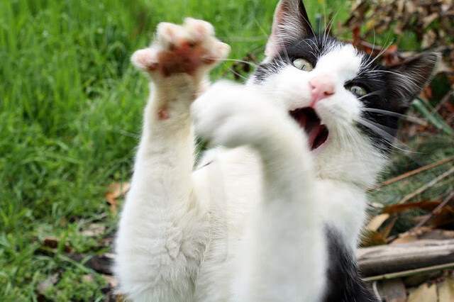 im电竞官方-青少年篮球推动比赛规则标准化提升公平竞争，青少年篮球比赛年龄限制